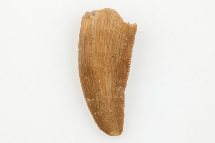 Serrated, Raptor Tooth - Real Dinosaur Tooth #203500